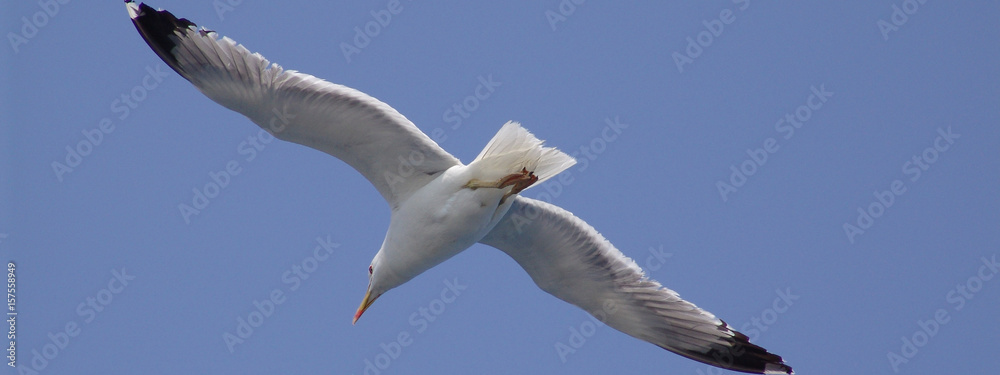 Sea gull in island of Aigina, Saronic gulf, Greece Sea gull in island of Aigina, Saronic gulf, Greece