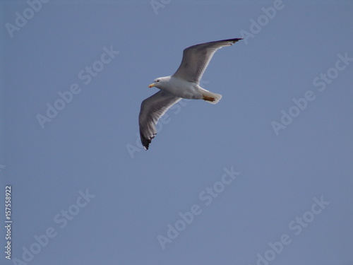 Sea gull in island of Aigina, Saronic gulf, Greece