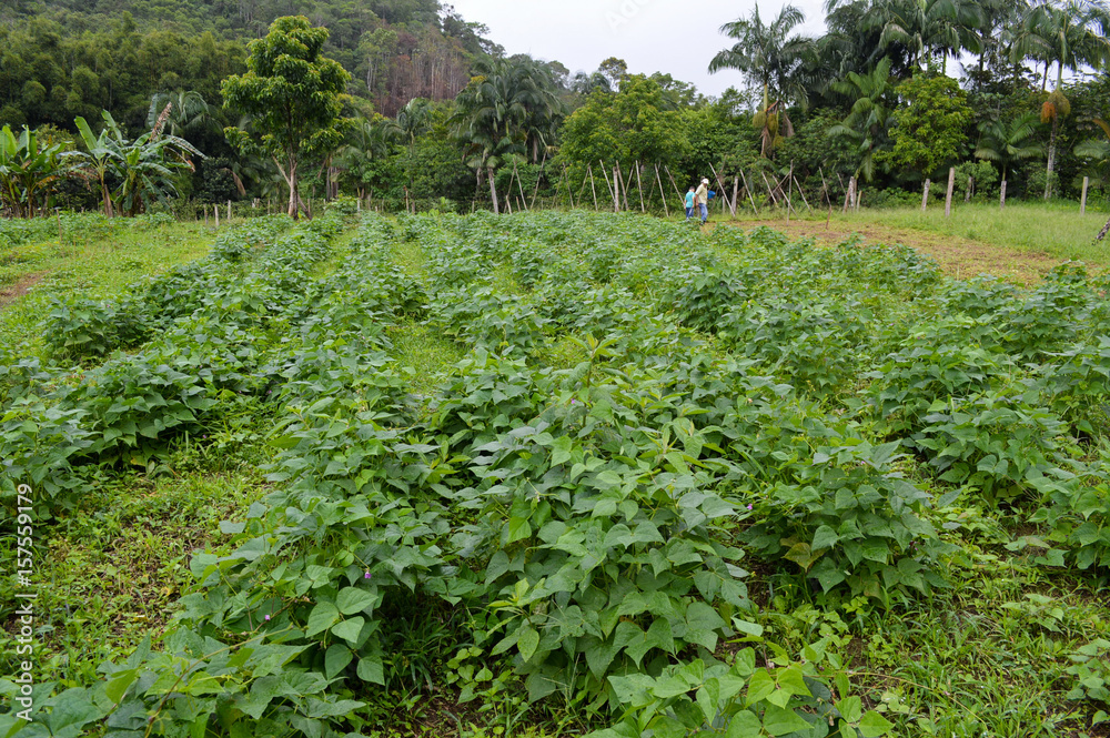 small plantation bean in farm small plantation bean in farm