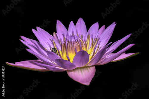 lotus