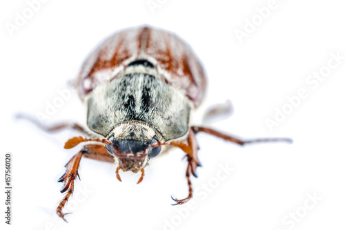 May Beetle Isolated  © shymar27