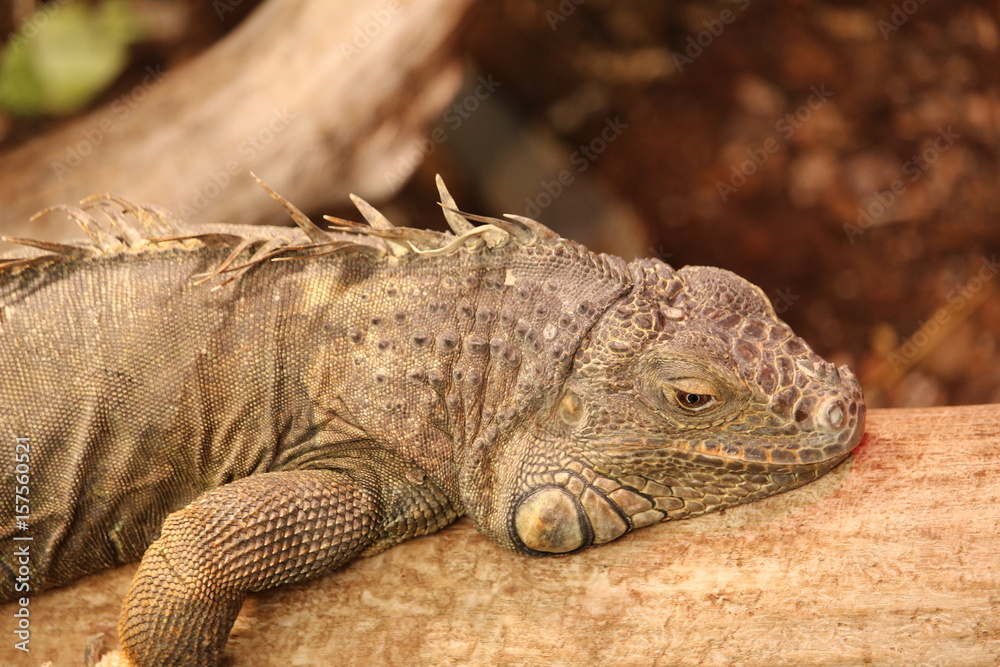 Obraz premium Leguan