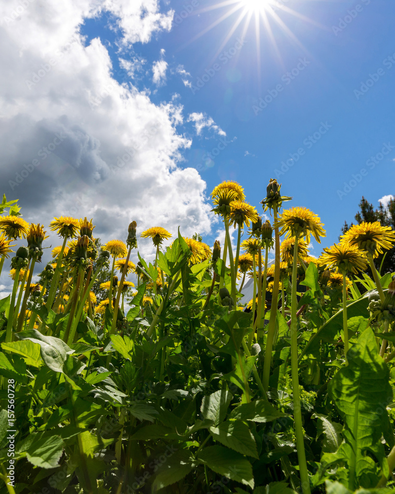 Obraz premium Цветущие одуванчики в солнечный день на фоне неба.