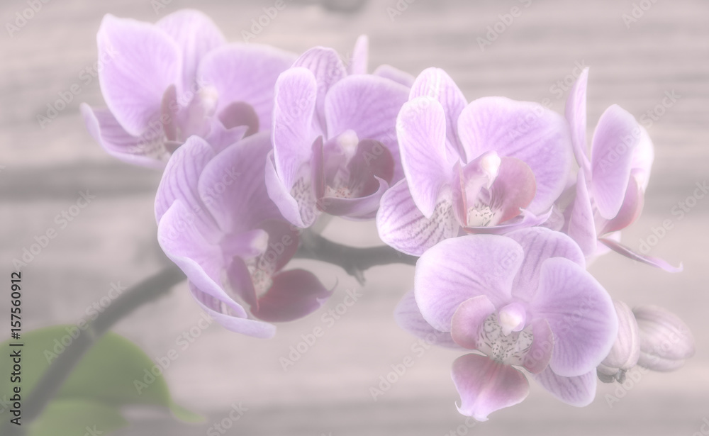 Fototapeta premium Orchidee, Orchideenblüte