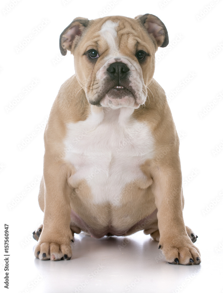 bulldog puppy sitting