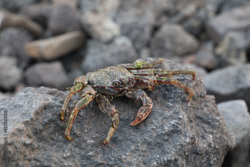 crab on vulcanic stone