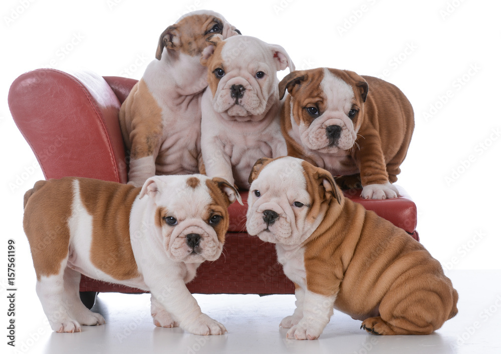 Obraz premium litter of bulldog puppies