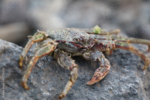 crab on vulcanic stone