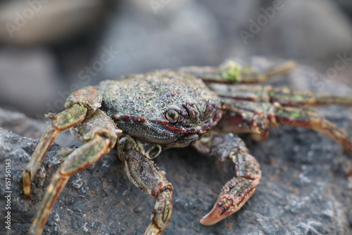 crab on vulcanic stone