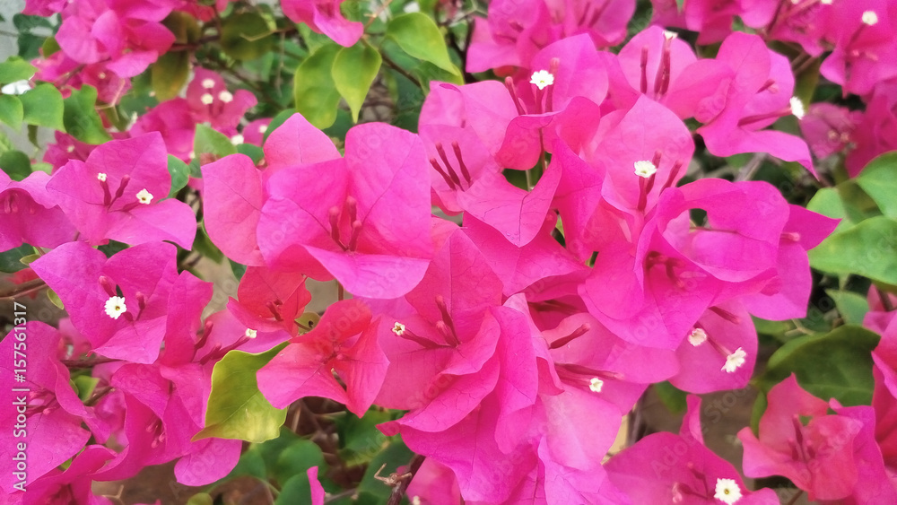 Bougainvillea are in full bloom and bright pink