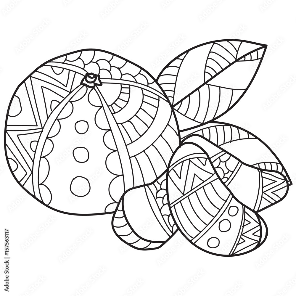 Coloring pages for adults.Hand made vector sketch of mandarins in