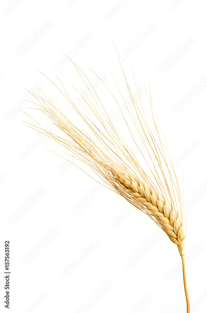 Wheat ears isolated on white background