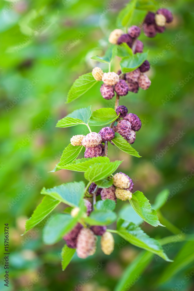 Fresh mulberry berries on tree, mulberry tree Fresh mulberry berries on tree, mulberry tree