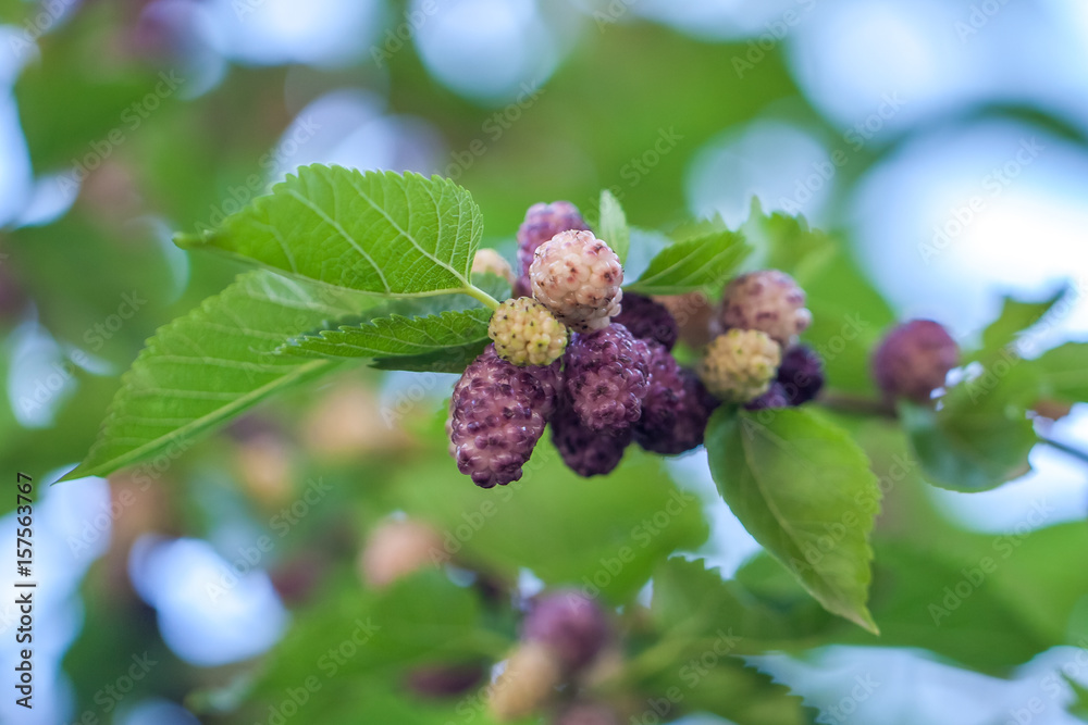Fresh mulberry berries on tree, mulberry tree Fresh mulberry berries on tree, mulberry tree