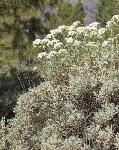 flora of Gran Canaria -  Tanacetum ptarmiciflorum photo