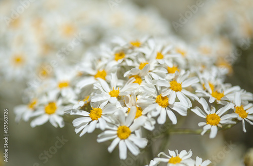 flora of Gran Canaria -  Tanacetum ptarmiciflorum photo