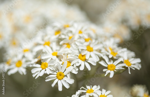 flora of Gran Canaria -  Tanacetum ptarmiciflorum photo
