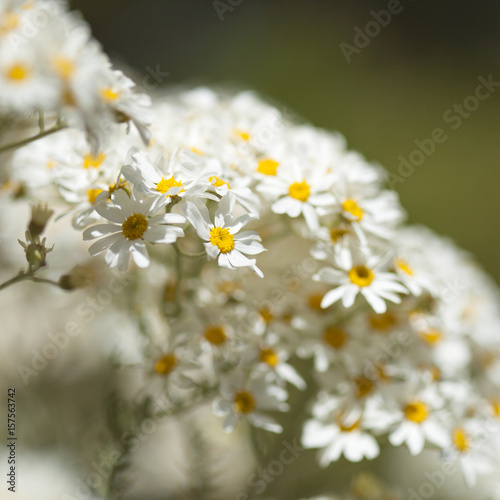 flora of Gran Canaria -  Tanacetum ptarmiciflorum photo