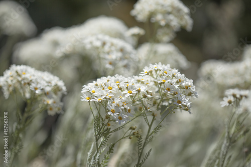 flora of Gran Canaria -  Tanacetum ptarmiciflorum photo