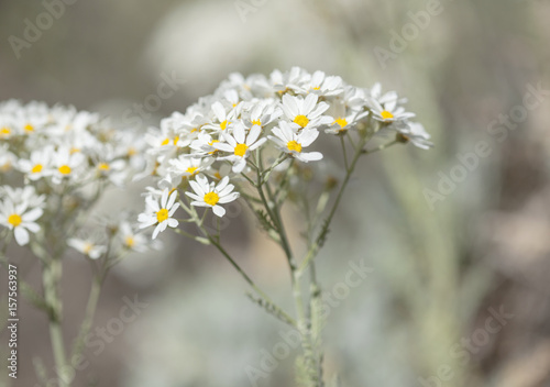 flora of Gran Canaria -  Tanacetum ptarmiciflorum photo