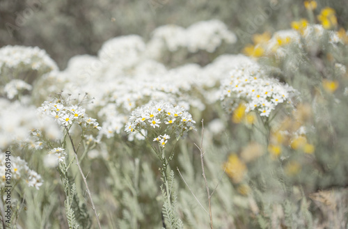 flora of Gran Canaria -  Tanacetum ptarmiciflorum photo