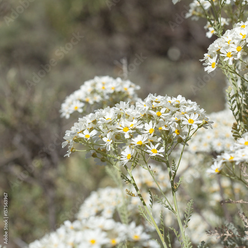 flora of Gran Canaria - Tanacetum ptarmiciflorum