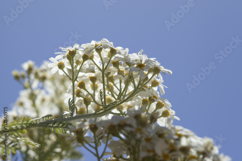 flora of Gran Canaria -  Tanacetum ptarmiciflorum photo
