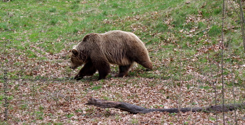 Niedźwiedź brunatny na spacerze