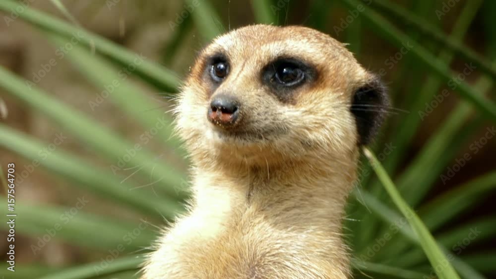 Portrait of vigilant meerkat, looking in all directions and disappears in the end.
Portrait of vigilant meerkat, looking in all directions and disappears in the end.