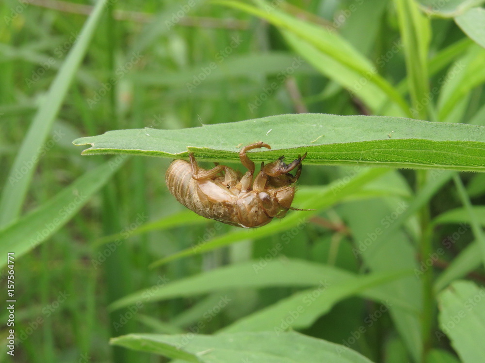 Empty Cicada Exoskeleton Clings to Leaves