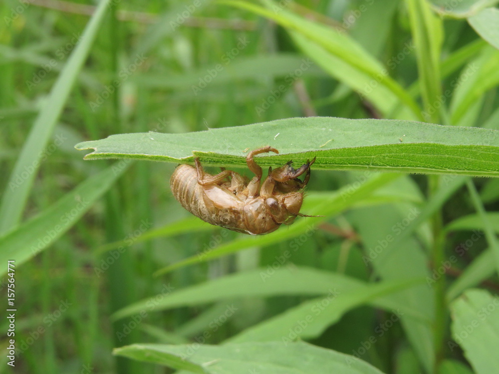 Empty Cicada Exoskeleton Clings to Leaves Empty Cicada Exoskeleton Clings to Leaves