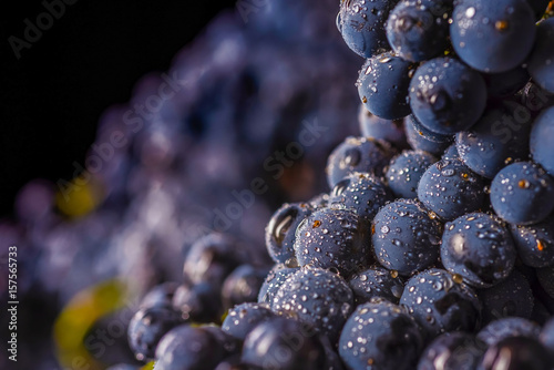 grape vines isolated , water drops ,macro shot , black background , ideal grapes bunch , closeup photo