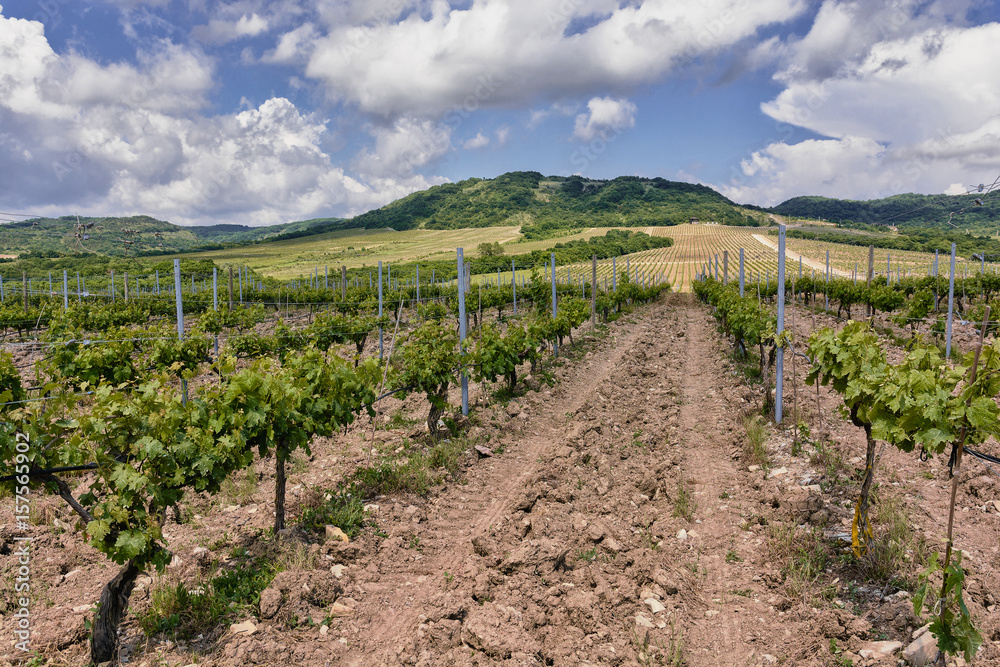 Vineyards in the highlands