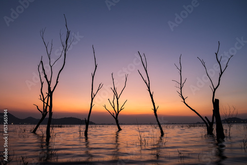 Silhouette tree in water during sunset