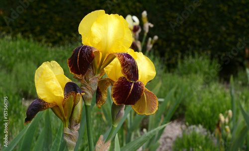 Fototapeta Naklejka Na Ścianę i Meble -  Yellow iris flowers