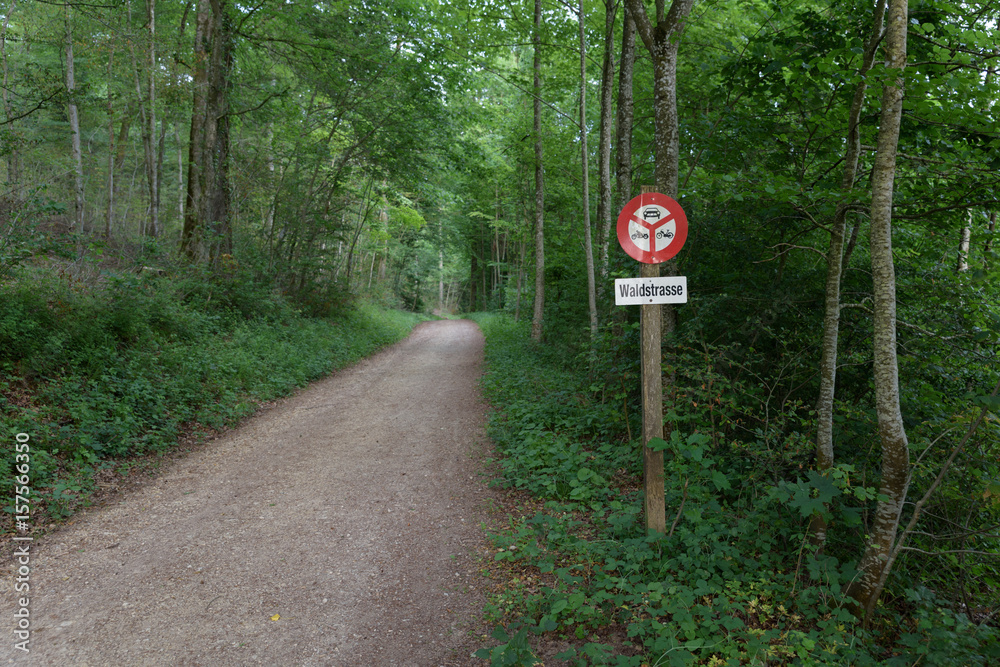 driving ban trough a forest path driving ban trough a forest path