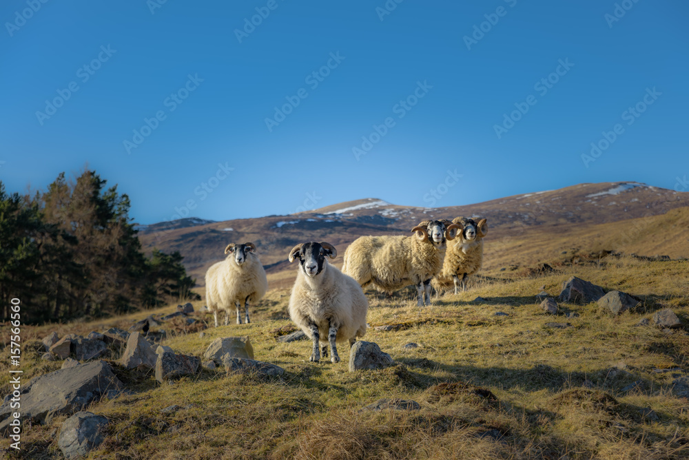 A small group of sheep on a hillside in Perthshire, Scotland.