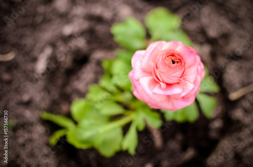 Closeup of a pink ranunculus flower photo