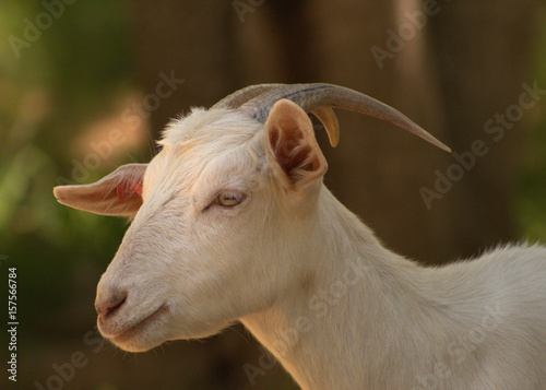 Kiko Goat Doe