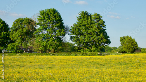 Field of buttercups with green trees and blue sky.