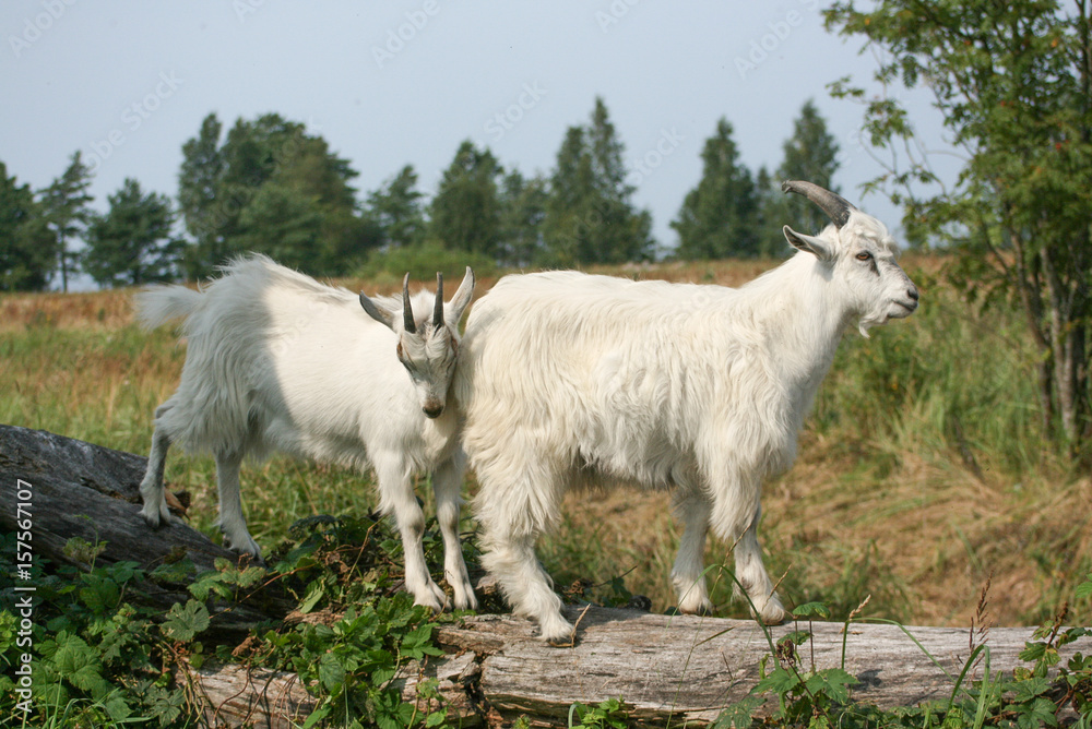 Obraz premium Two Young Goats