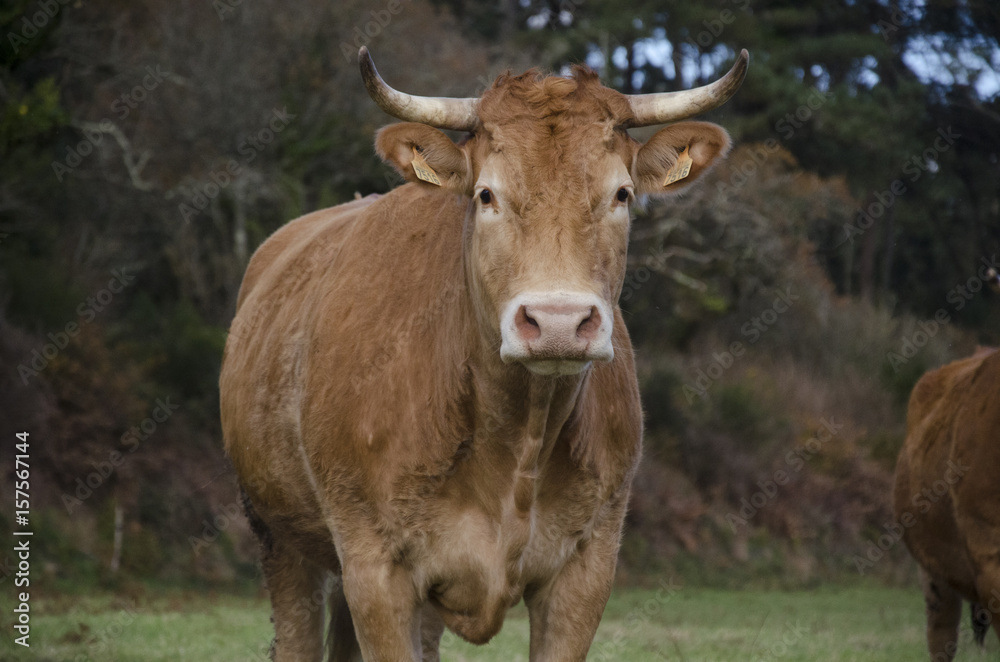 Vaca gallega de frente