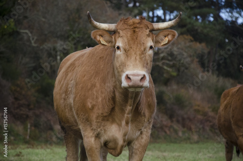 Vaca gallega de frente