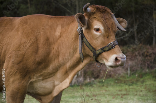 Vaca de perfil