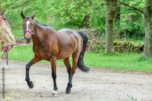 Tethered brown horse with white patch on nose.