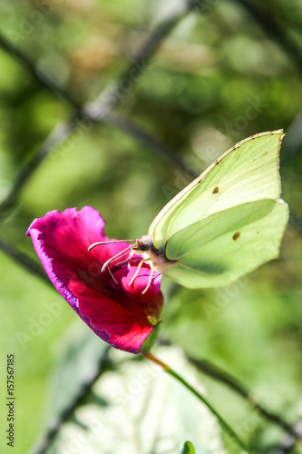 butterflay photo