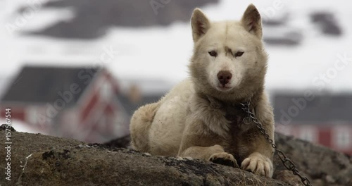 wild sled dogs in the lonely village Kulusuk, Greenland photo