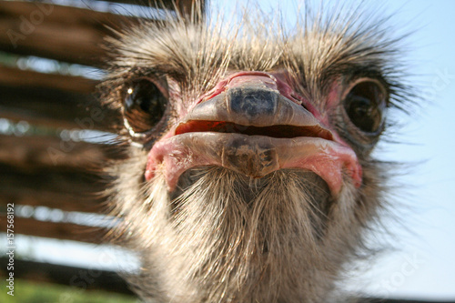 ostrich bird head © Uldis