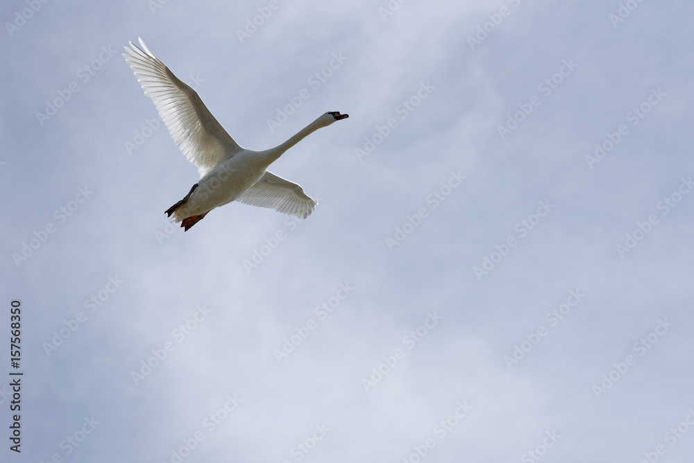 cygne en vol cygne en vol