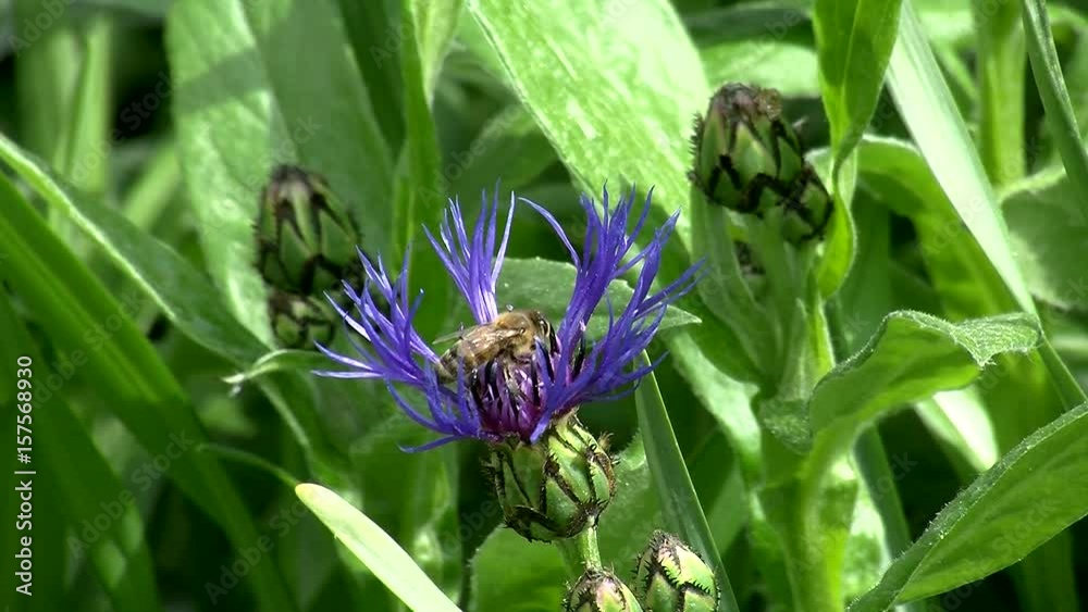 Eine Biene saugt Nektar in einer Kornblume Eine Biene saugt Nektar in einer Kornblume